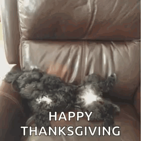 A Black And White Dog Is Laying On A Brown Leather Chair With The Words `` Happy Thanksgiving '' Written On It . GIF