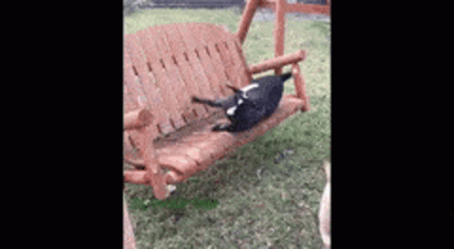 A Black And White Dog Is Laying On A Wooden Swing . GIF