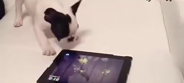 A Black And White Dog Is Looking At A Tablet That Says 12:12 On It . GIF
