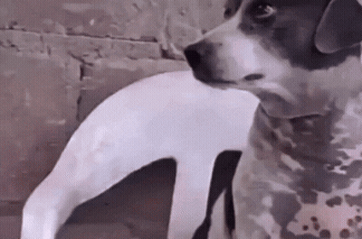 A Black And White Dog Is Looking At Something GIF