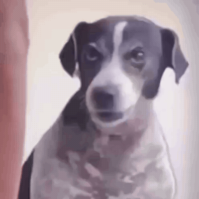 A Black And White Dog Is Looking At The Camera And Making A Funny Face . GIF