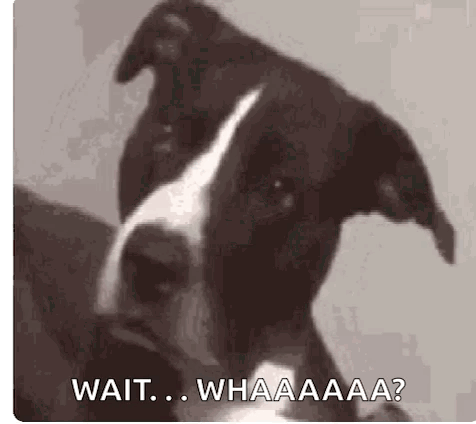 A Black And White Dog Is Looking At The Camera And Saying `` Wait ... Whaaaa ? '' . GIF