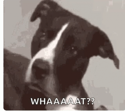 A Black And White Dog Is Looking At The Camera And Says Whaaaat ? . GIF