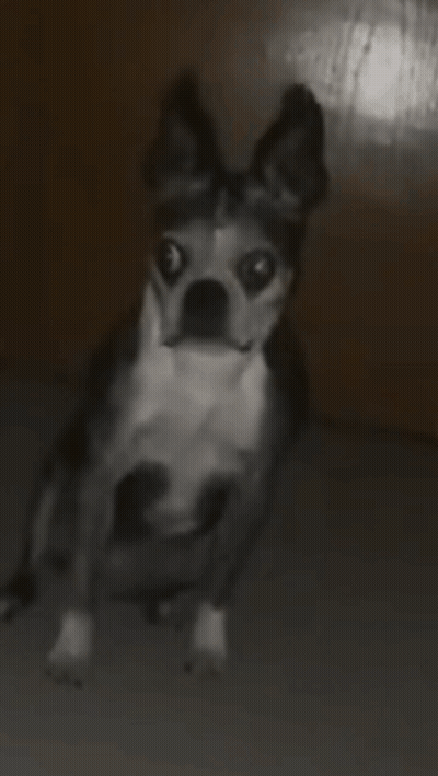 A Black And White Dog Is Looking At The Camera With A Surprised Look On Its Face GIF