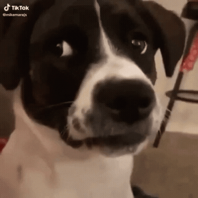 A Black And White Dog Is Looking At The Camera With A Surprised Look On Its Face . GIF