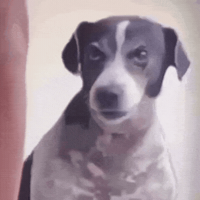 A Black And White Dog Is Looking At The Camera With An Angry Look On His Face . GIF