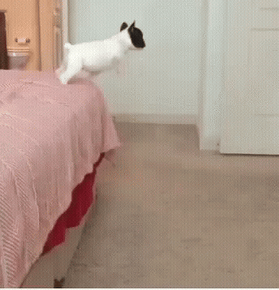 A Black And White Dog Is Running In A Bedroom Next To A Bed GIF