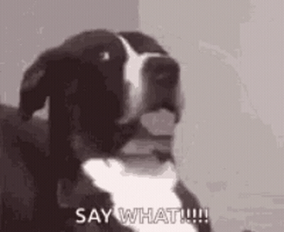 A Black And White Dog Is Saying `` Say What !!! '' . GIF