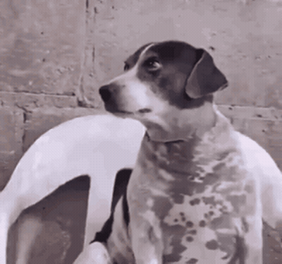 A Black And White Dog Is Sitting Next To A White Dog And Looking At The Camera . GIF