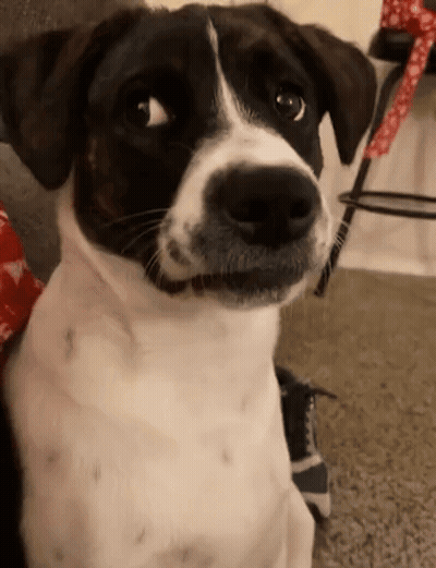 A Black And White Dog Is Sitting On A Carpet And Looking At The Camera GIF