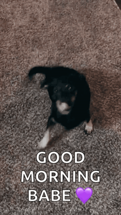 A Black And White Dog Is Sitting On A Carpet With The Words Good Morning Babe Written Above It GIF