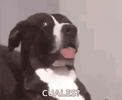 A Black And White Dog Is Sitting On A Couch With Its Tongue Hanging Out And Says Cuales . GIF