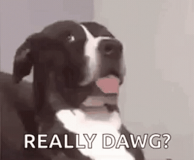 A Black And White Dog Is Sitting On A Couch With Its Tongue Hanging Out . GIF