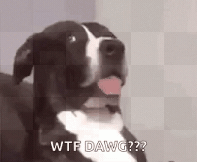 A Black And White Dog Is Sitting On A Couch With Its Tongue Hanging Out . GIF