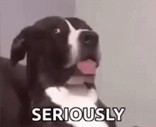 A Black And White Dog Is Sitting On A Couch With Its Tongue Out And Says Seriously . GIF