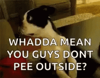 A Black And White Dog Is Sitting On A Couch With The Words `` Whadda Mean You Guys Dont Pee Outside ? '' . GIF