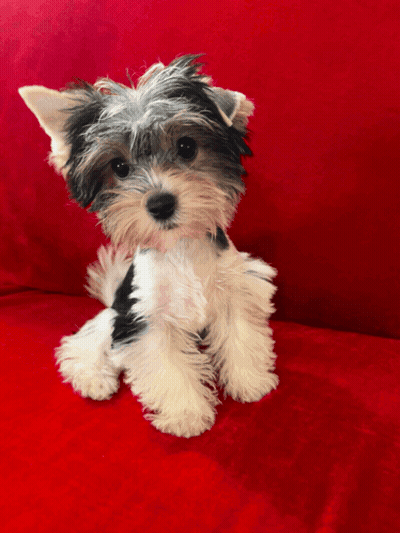 A Black And White Dog Is Sitting On A Red Couch GIF