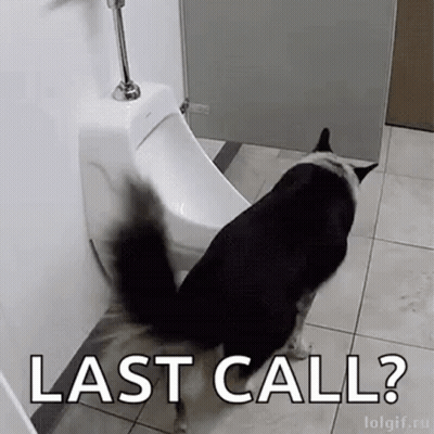 A Black And White Dog Is Standing Next To A Urinal In A Bathroom . GIF