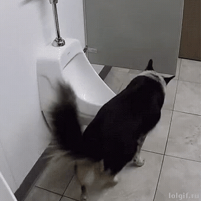 A Black And White Dog Is Standing Next To A Urinal In A Bathroom . GIF