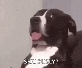 A Black And White Dog Is Sticking Its Tongue Out And Saying `` Seriously ? '' . GIF