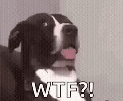 A Black And White Dog Is Sticking Its Tongue Out And Saying Wtf ? . GIF