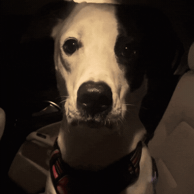 A Black And White Dog Is Wearing A Harness GIF