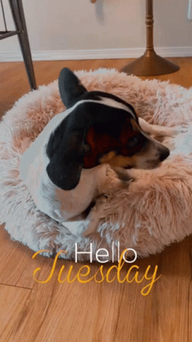 A Black And White Dog Laying In A Dog Bed With The Words Hello Tuesday Written On The Floor GIF
