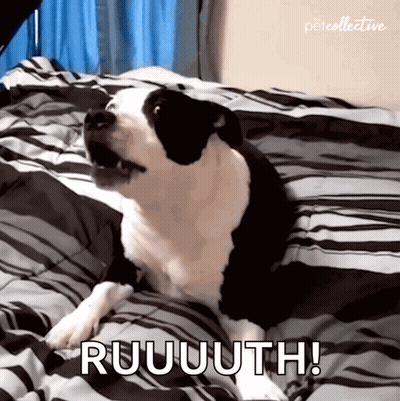 A Black And White Dog Laying On A Bed With The Words Ruuuth Written On It GIF
