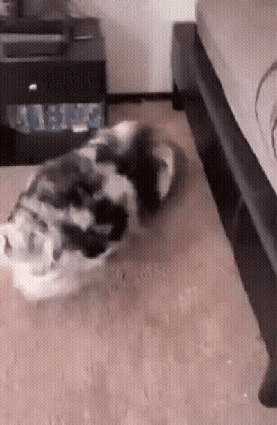 A Black And White Dog Laying On The Floor Next To A Nightstand GIF