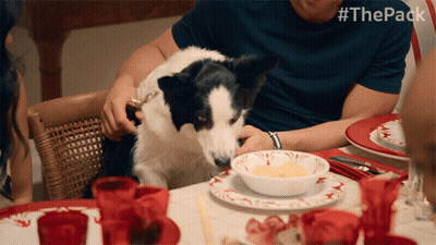 A Black And White Dog Sits At A Table With #Thepack Written Above It GIF