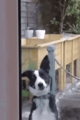 A Black And White Dog Standing In Front Of A Window GIF