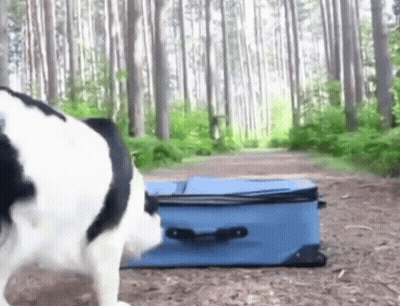 A Black And White Dog Standing Next To A Blue Suitcase In A Forest GIF