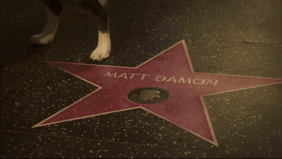 A Black And White Dog Standing Next To A Red Star That Says Matt Damon GIF