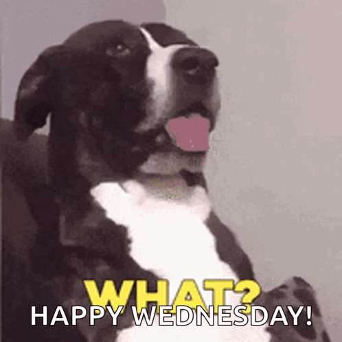 A Black And White Dog Sticking Its Tongue Out With The Words What ? Happy Wednesday Written Below It GIF