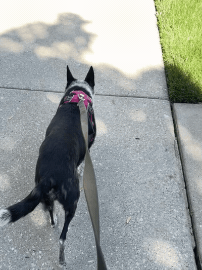 A Black And White Dog Wearing A Pink Harness Is Walking On A Leash GIF