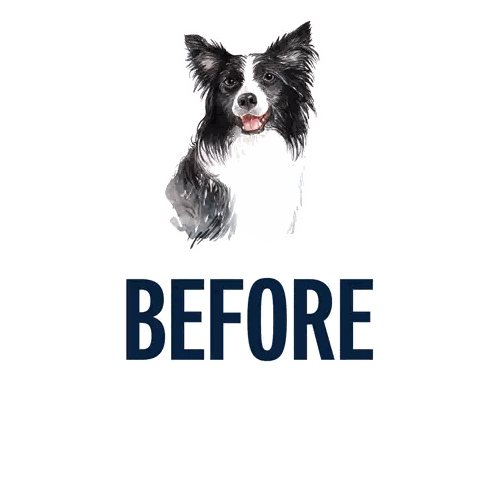 A Black And White Dog Wearing Sunglasses And A Plaid Bandana With The Words " & After " Underneath It Sticker