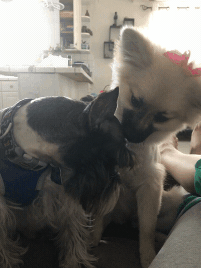 A Black And White Dog With A Pink Bow On Its Head GIF