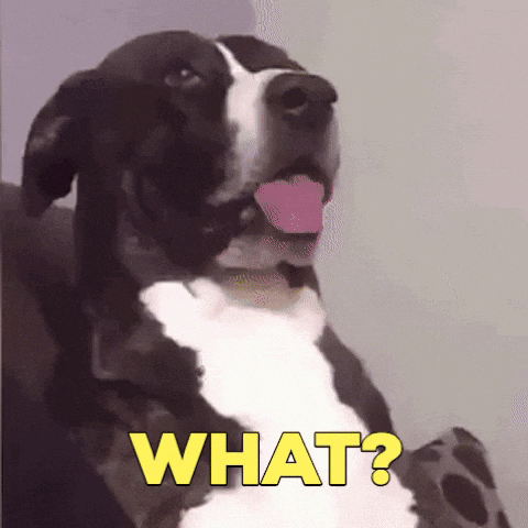 A Black And White Dog With A Pink Tongue Sticking Out And The Words What Written Below It GIF