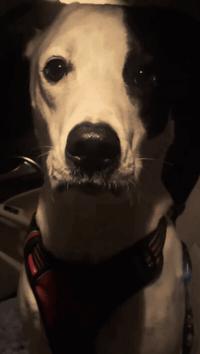 a black and white dog with a red harness on