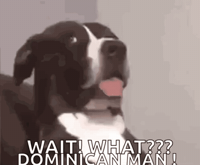 A Black And White Dog With Its Tongue Hanging Out Says Wait What Dominican Man ! GIF