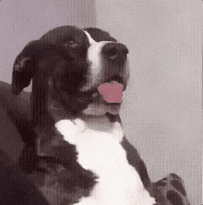 A Black And White Dog With Its Tongue Out GIF