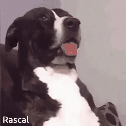 Black And White Dog Named Rascal GIF