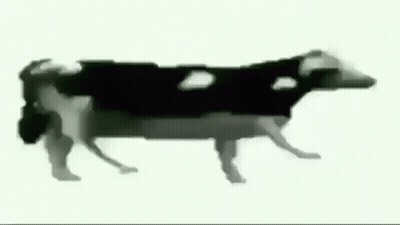 A Black And White Drawing Of A Cow Is Walking On A White Background . GIF