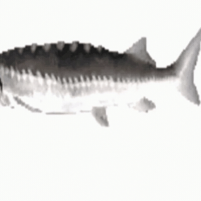 A Black And White Drawing Of A Fish On A White Background . GIF