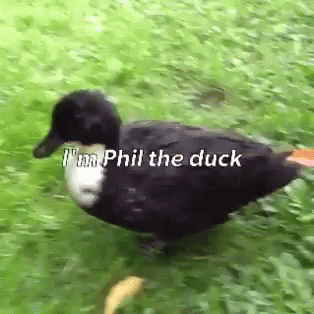 A Black And White Duck Is Walking Through The Grass And Says `` I 'M Phil The Duck '' . GIF