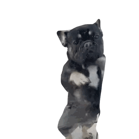 A Black And White French Bulldog Is Standing On Its Hind Legs In Front Of A Glass Wall . Sticker