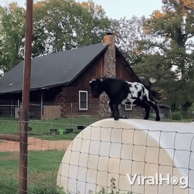 A Black And White Goat Standing On Top Of A Fence In Front Of A House That Says Viralhog On It GIF