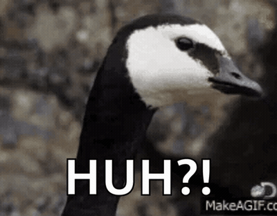A Black And White Goose Is Making A Funny Face With The Words Huh ? GIF