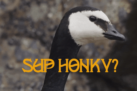 A Black And White Goose With The Words " Sup Honky " Behind It GIF