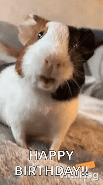 A Black And White Guinea Pig Is Sitting On A Bed With Its Mouth Open And Says Happy Birthday . GIF